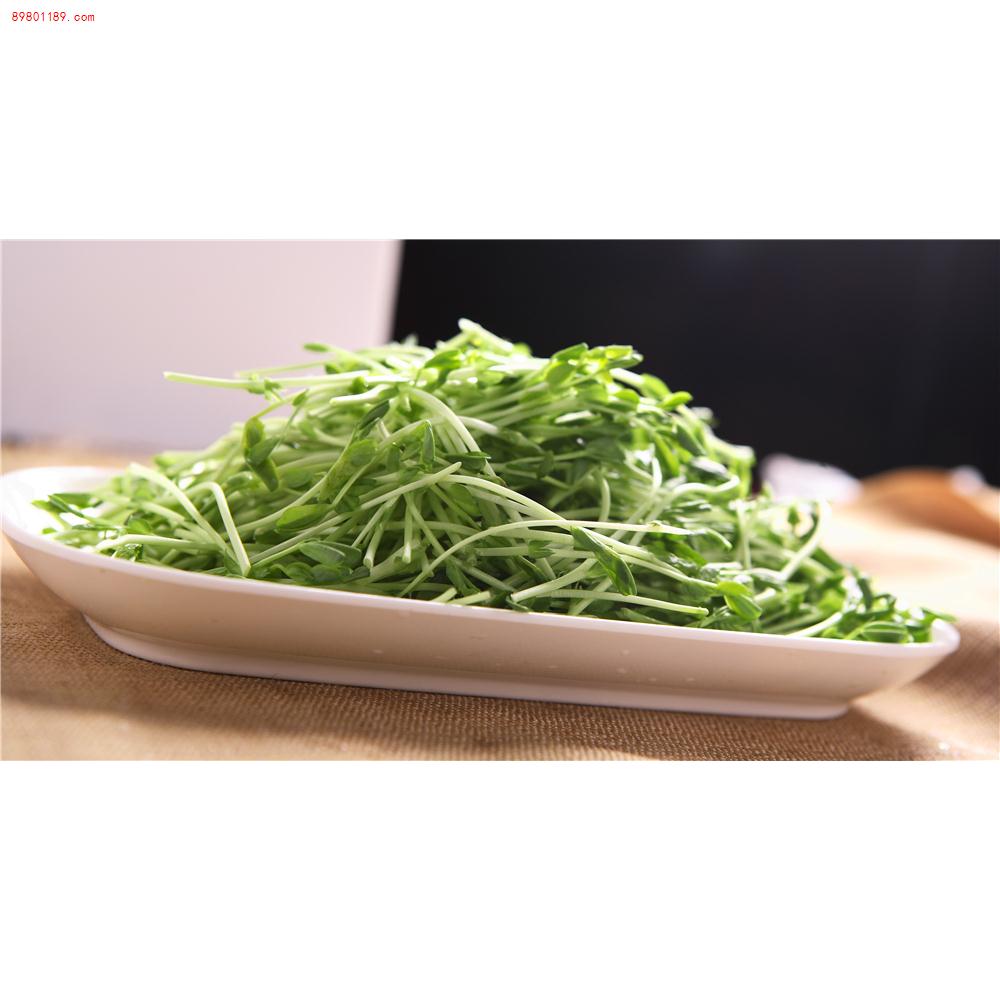 豆苗